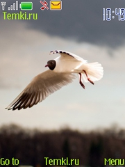 Птица в небе для Nokia 3710 fold