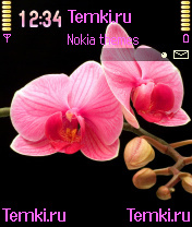 Скриншот №1 для темы Ветка Розовой Орхидеи