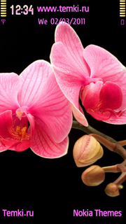Ветка Розовой Орхидеи