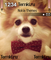 Псинка для Nokia N70