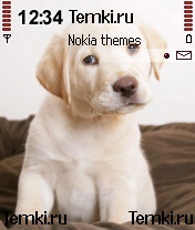Милашка лабрадор для Nokia N72
