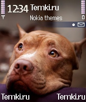 Питбультерьер для Nokia N90