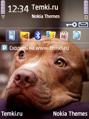 Питбультерьер для Nokia X5-01