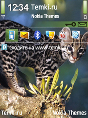 Странная кошка для Nokia C5-00