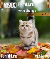 Любознательная кошка для Nokia N70