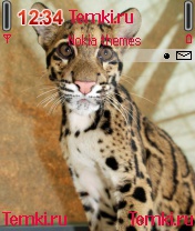 Грустный Котенок Леопада для Nokia N72