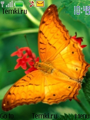 Бабочка на цветке для Nokia X3-00
