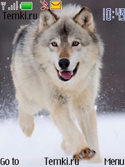 Волк бежит для Nokia 6131 NFC