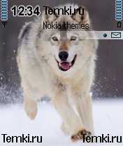 Волк бежит для Nokia 6681
