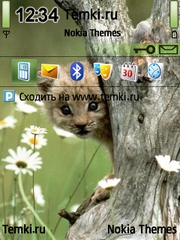 Котёнок и ромашки для Nokia E60
