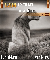 Большая кошка для Nokia N70