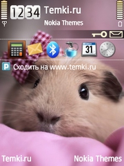 Морская свинка для Nokia 6700 Slide