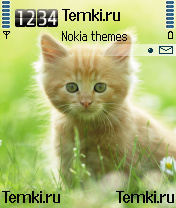 Котёнок для Nokia N72