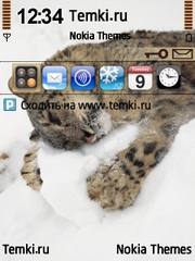 Котенок в снегу для Nokia 6700 Slide