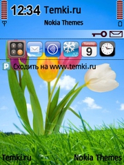 Тюльпаны для Nokia 6790 Slide