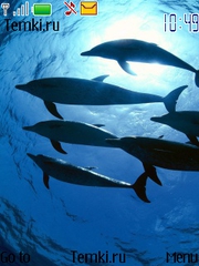 Дельфины Атлантики для Nokia 3610 fold