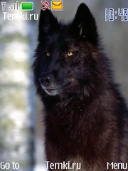 Черный волк для Nokia 6600 fold