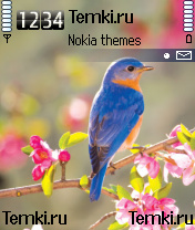 Птица для Nokia 6680