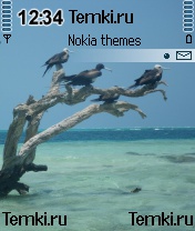 Жители Белиза для Nokia 6260