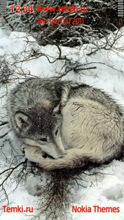 Волчонок отдыхает