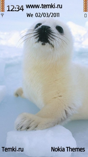 Тюлень На Льдине для Sony Ericsson Idou
