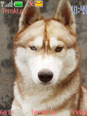 Собака для Nokia 6234
