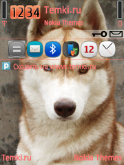 Собака для Nokia N73