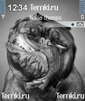 Морда для Nokia N70