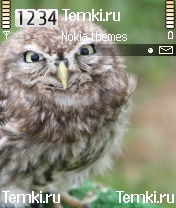 Птица для Nokia N72
