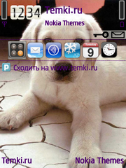 Малыш лабрадор для Nokia E75