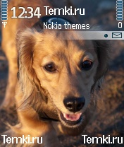 Рыжая собака для Nokia N90