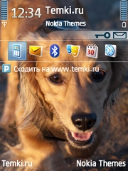 Рыжая собака для Nokia 5730 XpressMusic