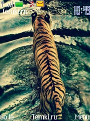 Тигр в воде для Nokia Asha 302