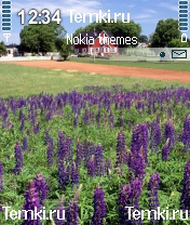 Королевские люпины для Nokia N72