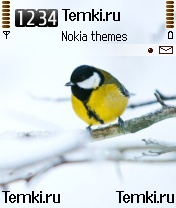 Синичка для Nokia N72