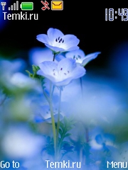 Голубой цветок для Nokia 6600 fold