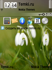 Цветы для Nokia N81