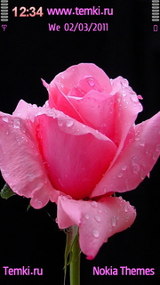 Розовая Роза