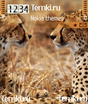 Два леопарда для Nokia N72