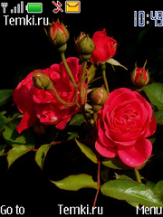Розы для Nokia 6555