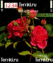 Розы для Nokia 6260