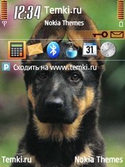 Овчарка для Nokia 5320 XpressMusic