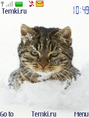 Пушистый Кот В Снегу для Nokia Asha 302