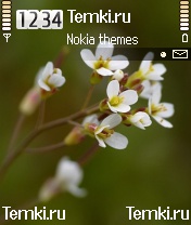 Цветы для Nokia 6630