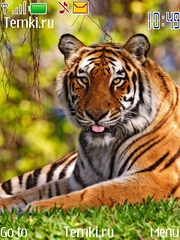 Тигр показывает тебе язык для Nokia 7230