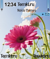 Герберы для Nokia N72