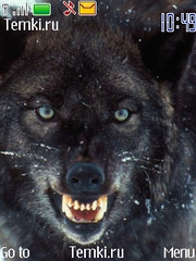 Злой волк для Nokia Asha 203