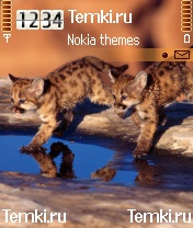Котята в луже для Nokia 6682