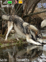 Скриншот №1 для темы Волк на водопое