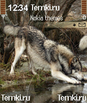 Волк на водопое для Nokia N72